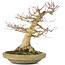 Acer palmatum, 27 cm, ± 30 Jahre alt, mit einem Nebari von 12 cm und einem Riss an der Vorderseite des Topfes