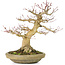 Acer palmatum, 27 cm, ± 30 Jahre alt, mit einem Nebari von 12 cm und einem Riss an der Vorderseite des Topfes