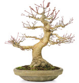 Acer palmatum, 27 cm, ± 30 Jahre alt, mit einem Nebari von 12 cm und einem Riss an der Vorderseite des Topfes