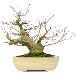 Acer palmatum, 27 cm, ± 30 anni