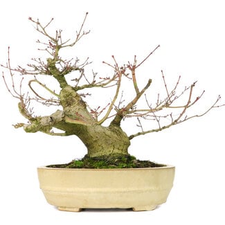 Acer palmatum, 27 cm, ± 30 años