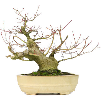 Acer palmatum Seigen, 27 cm, ± 30 jaar oud