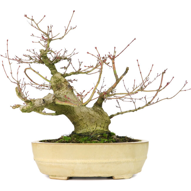 Acer palmatum, 27 cm, ± 30 anni, con un nebari di 11 cm