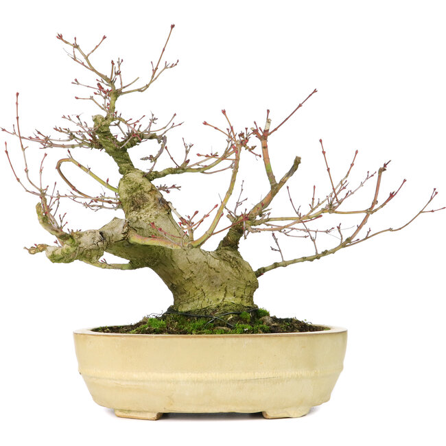 Acer palmatum, 27 cm, ± 30 years old, with a nebari of 11 cm