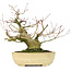 Acer palmatum, 27 cm, ± 30 years old, with a nebari of 11 cm