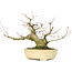 Acer palmatum, 27 cm, ± 30 ans, avec un nebari de 11 cm