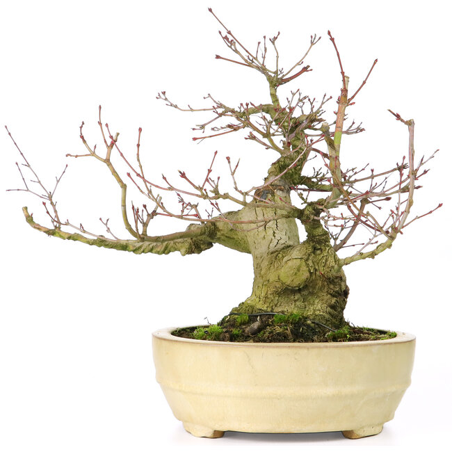 Acer palmatum Seigen, 27 cm, ca. 30 Jahre alt, mit einem Wurzelhals von 11 cm