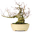 Acer palmatum, 27 cm, ± 30 years old, with a nebari of 11 cm