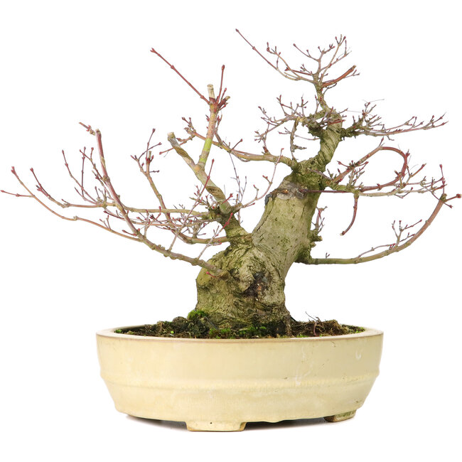 Acer palmatum Seigen, 27 cm, ± 30 anni, con un nebari di 11 cm
