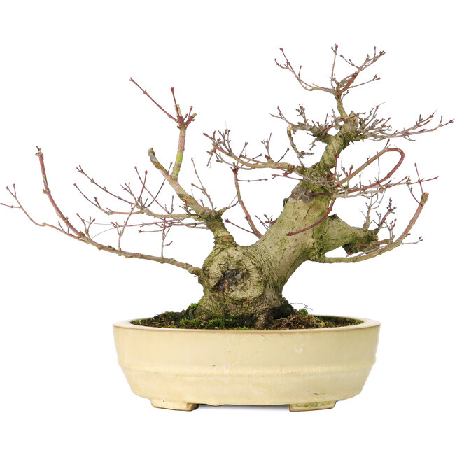 Acer palmatum, 27 cm, ± 30 Jahre alt, mit einem Nebari von 11 cm
