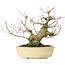 Acer palmatum, 27 cm, ± 30 años, con nebari de 11 cm