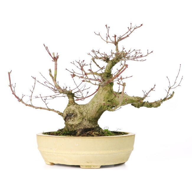 Acer palmatum, 27 cm, ± 30 jaar oud, met een nebari van 11 cm