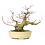 Acer palmatum Seigen, 27 cm, ± 30 years old, with a nebari of 11 cm