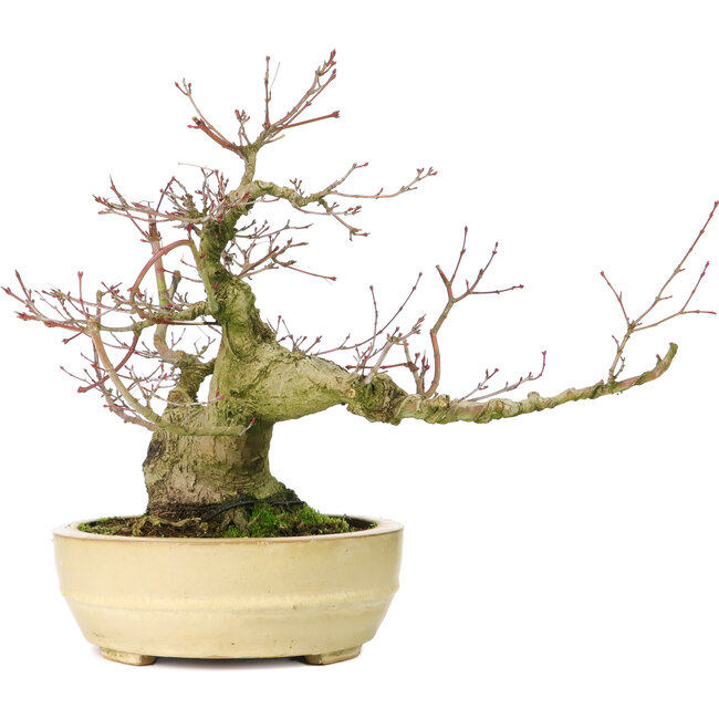 Acer palmatum, 27 cm, ± 30 jaar oud, met een nebari van 11 cm