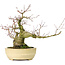 Acer palmatum, 27 cm, ± 30 años, con nebari de 11 cm