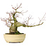 Acer palmatum, 27 cm, ± 30 years old, with a nebari of 11 cm