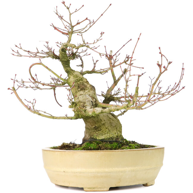 Acer palmatum, 27 cm, ± 30 años, con nebari de 11 cm