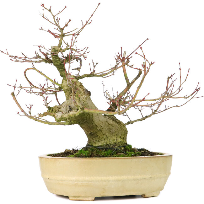 Acer palmatum, 27 cm, ± 30 years old, with a nebari of 11 cm