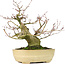 Acer palmatum Seigen, 27 cm, ± 30 anni, con un nebari di 11 cm