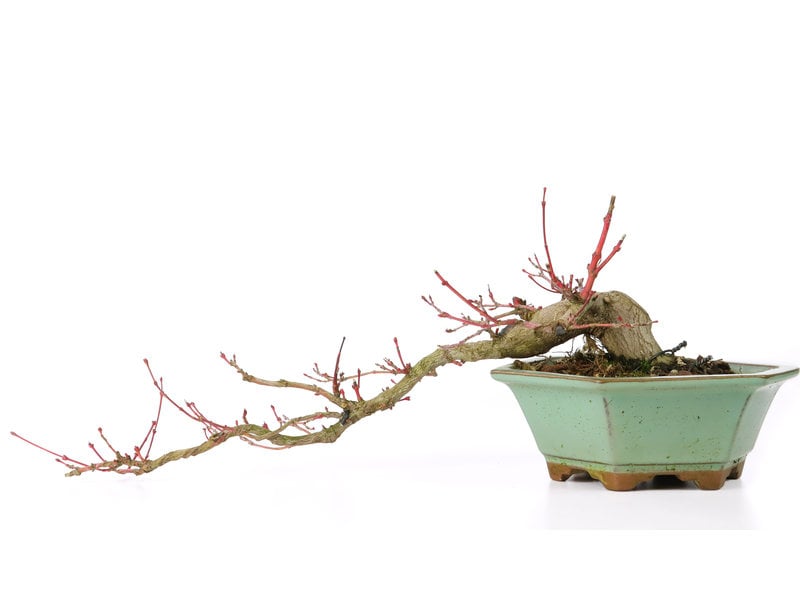 Acer palmatum, 38 cm, ± 20 jaar oud