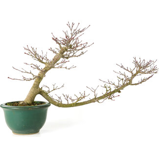 Acer palmatum, 20 cm, ± 15 Jahre alt