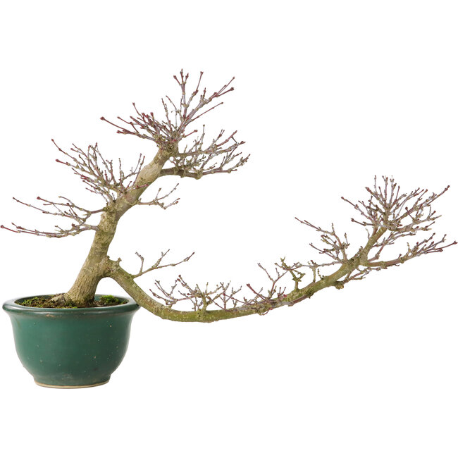 Acer palmatum, 20 cm, ± 15 years old