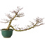 Acer palmatum, 20 cm, ± 15 ans