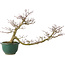 Acer palmatum, 20 cm, ± 15 years old