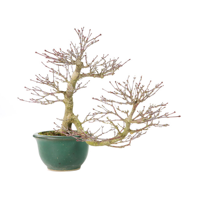 Acer palmatum, 20 cm, ± 15 años