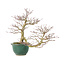 Acer palmatum, 20 cm, ± 15 years old