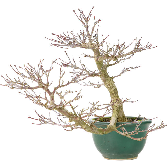 Acer palmatum, 20 cm, ± 15 jaar oud