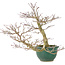 Acer palmatum, 20 cm, ± 15 ans