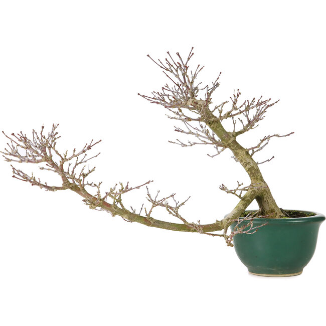 Acer palmatum, 20 cm, ± 15 años