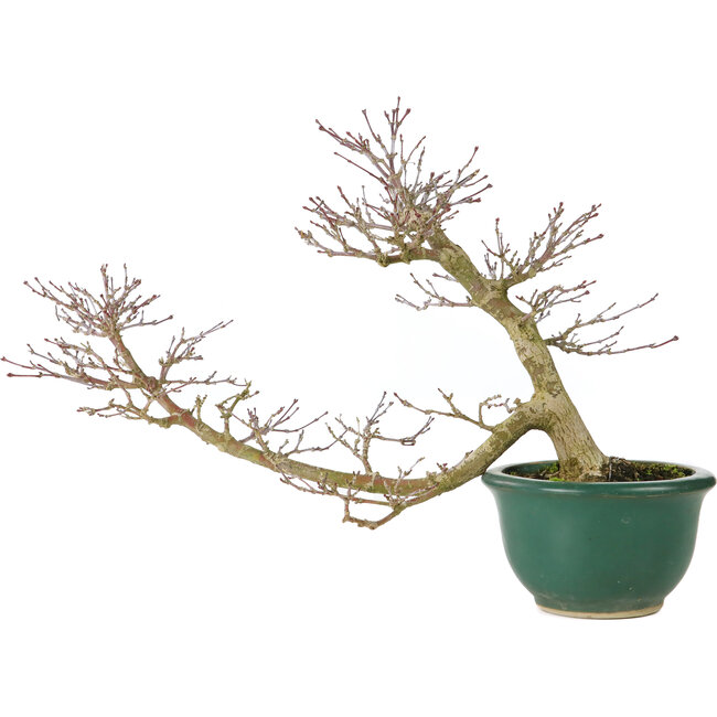 Acer palmatum, 20 cm, ± 15 Jahre alt