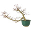 Acer palmatum, 20 cm, ± 15 jaar oud