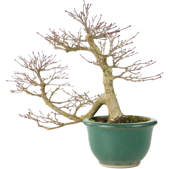Acer palmatum, 20 cm, ± 15 jaar oud