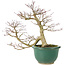 Acer palmatum, 20 cm, ± 15 años