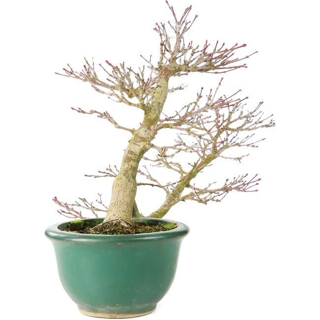 Acer palmatum, 20 cm, ± 15 jaar oud