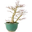 Acer palmatum, 20 cm, ± 15 jaar oud