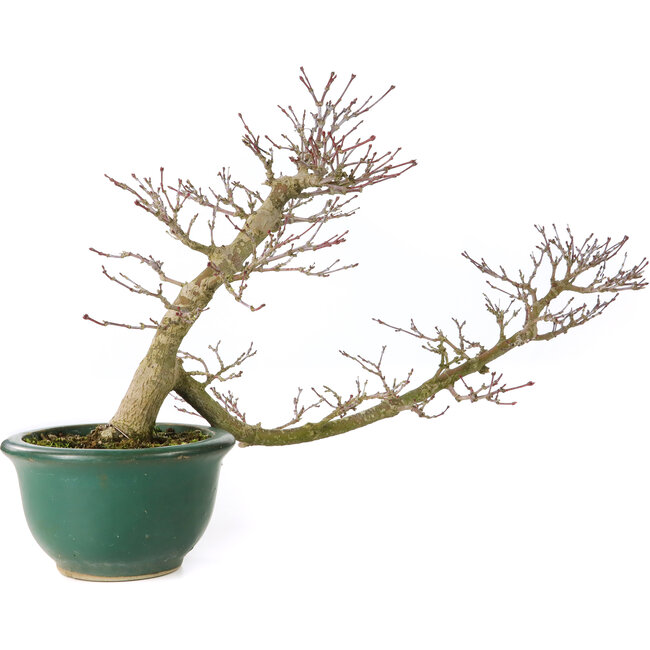 Acer palmatum, 20 cm, ± 15 años