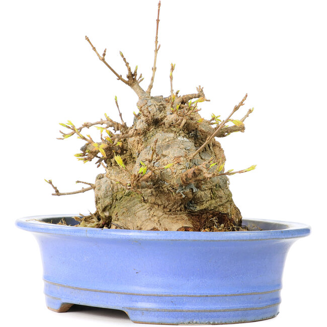 Acer buergerianum, 13 cm, ± 30 Jahre alt