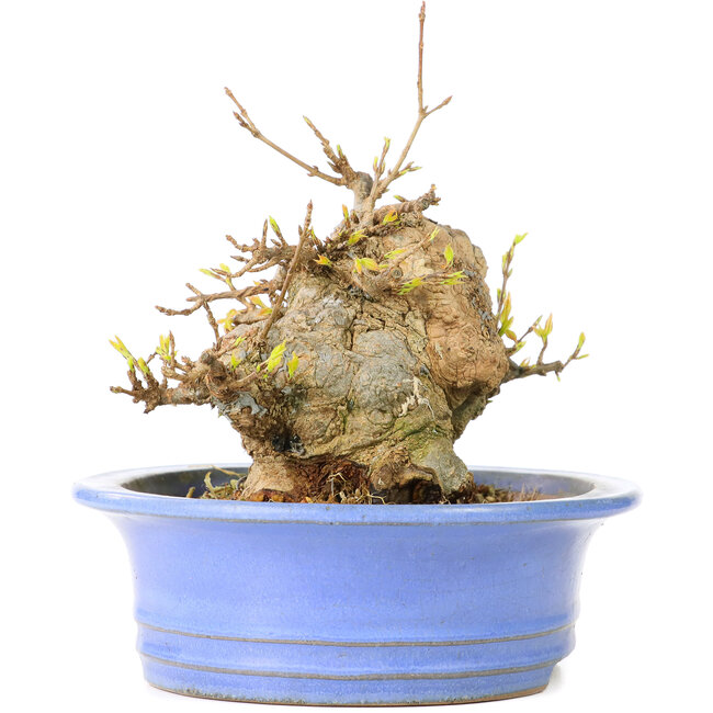 Acer buergerianum, 13 cm, ± 30 años