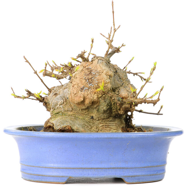 Acer buergerianum, 13 cm, ± 30 años