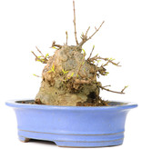 Acer buergerianum, 13 cm, ± 30 jaar oud