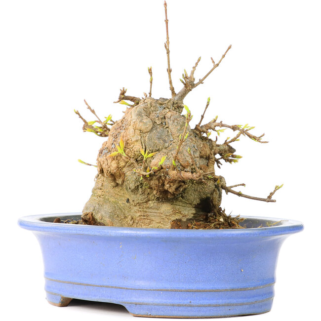 Acer buergerianum, 13 cm, ± 30 Jahre alt