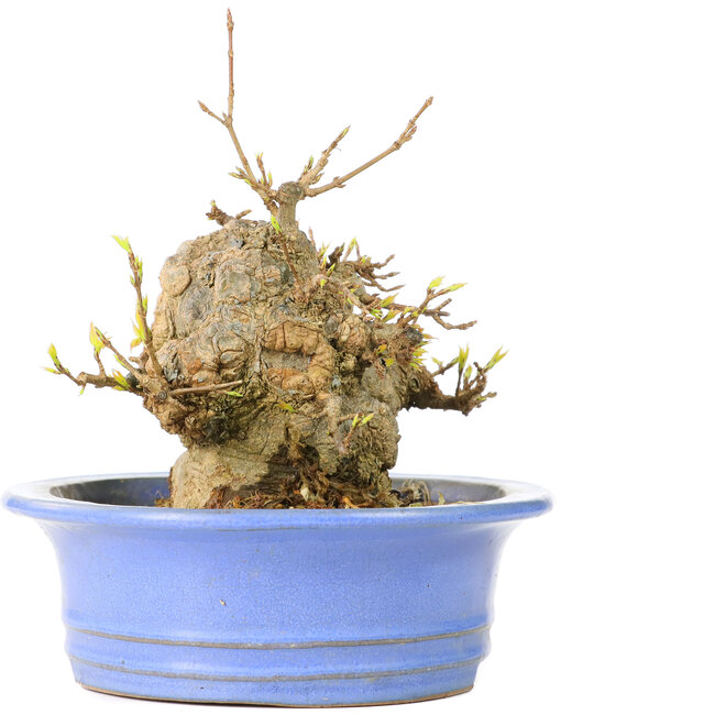 Acer buergerianum, 13 cm, ± 30 años