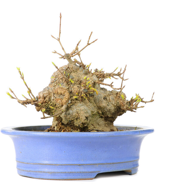 Acer buergerianum, 13 cm, ± 30 years old