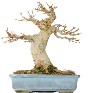 Acer buergerianum, 15 cm, ± 30 Jahre alt