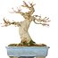 Acer buergerianum, 15 cm, ± 30 anni, con un nebari di 70 cm