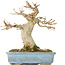 Acer buergerianum, 15 cm, ± 30 Jahre alt, mit einem Nebari von 70 cm